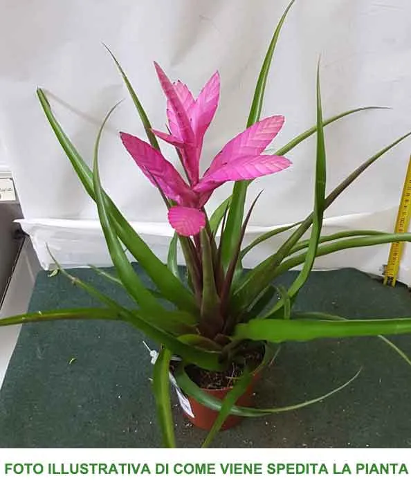 TILLANDSIA ANTONIO ROSA VASO 12CM
