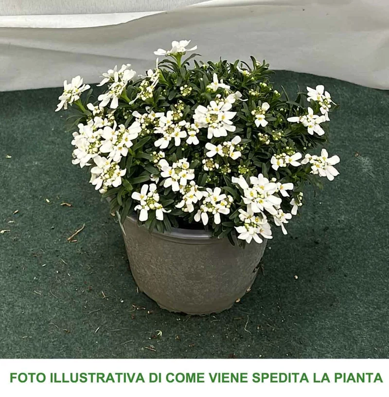 IBERIS SEMPERVIRENS VASO 14CM
