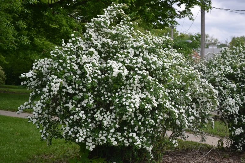 SPIRAEA NIPPONICA SNOWMOUND IN VASO 18CM