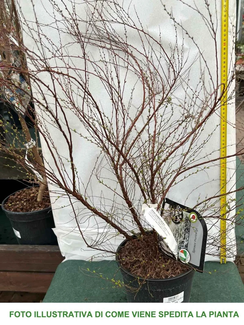 SPIRAEA THUNBERGII IN VASO 18CM