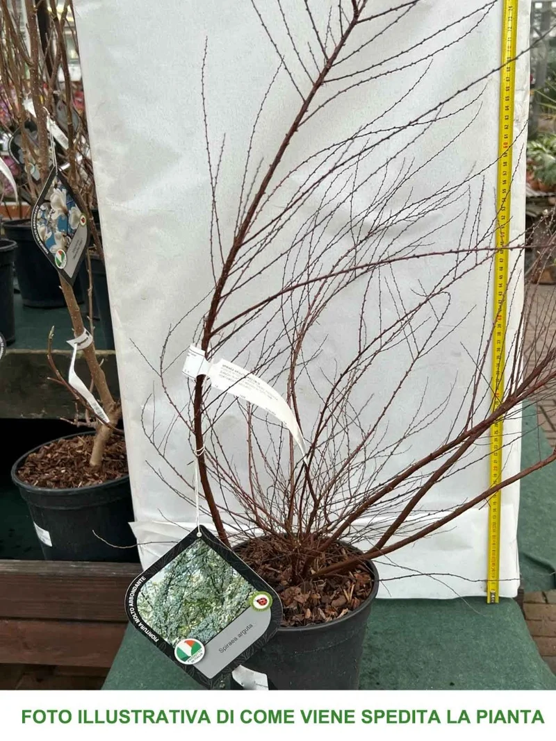 SPIRAEA ARGUTA IN VASO 18CM