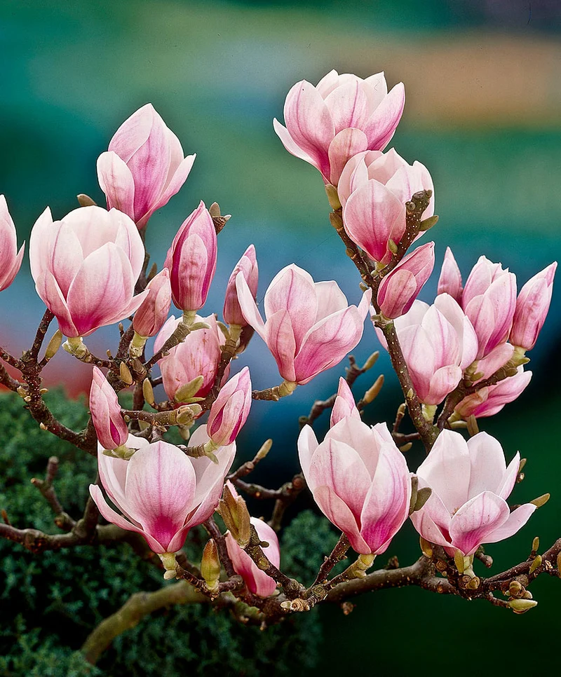 MAGNOLIA SOULANGEANA VASO 24CM