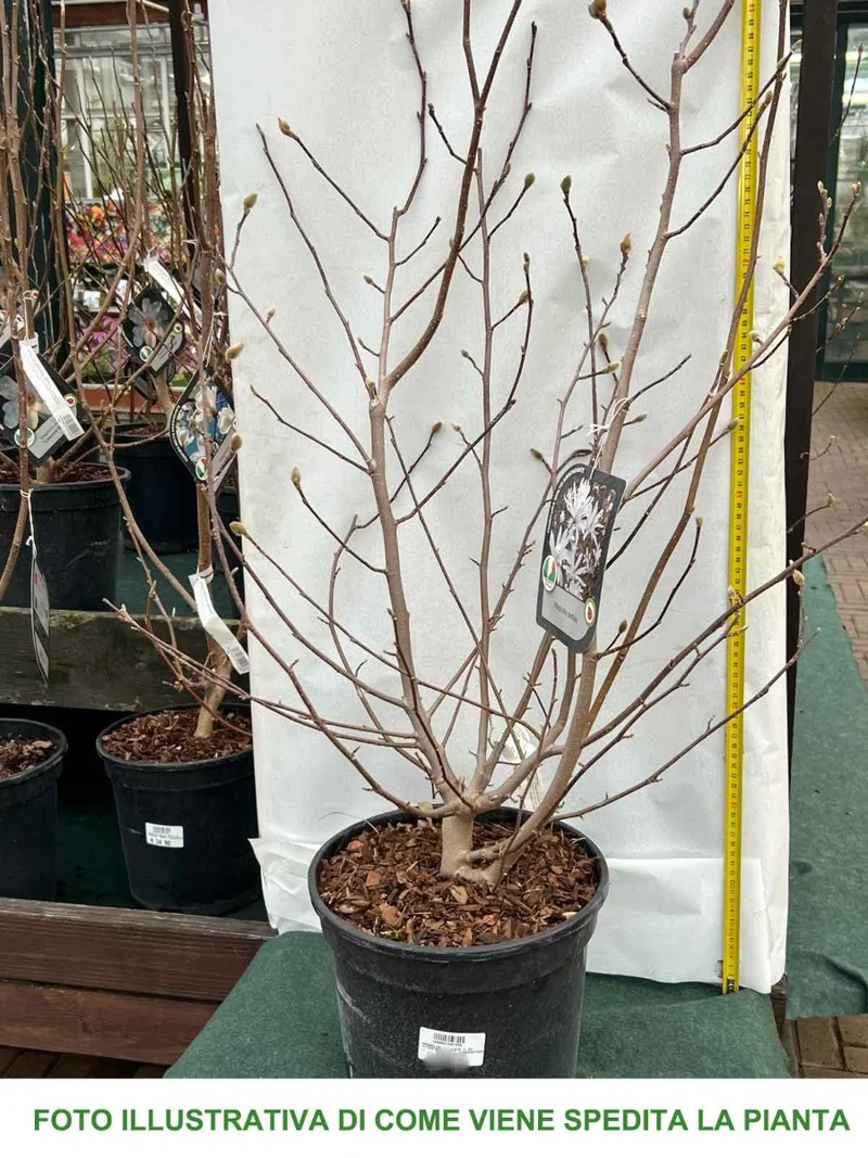 MAGNOLIA STELLATA MANCHU FAN VASO 24CM