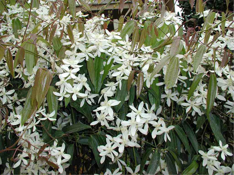 CLEMATIDE ARMANDII VASO 18CM