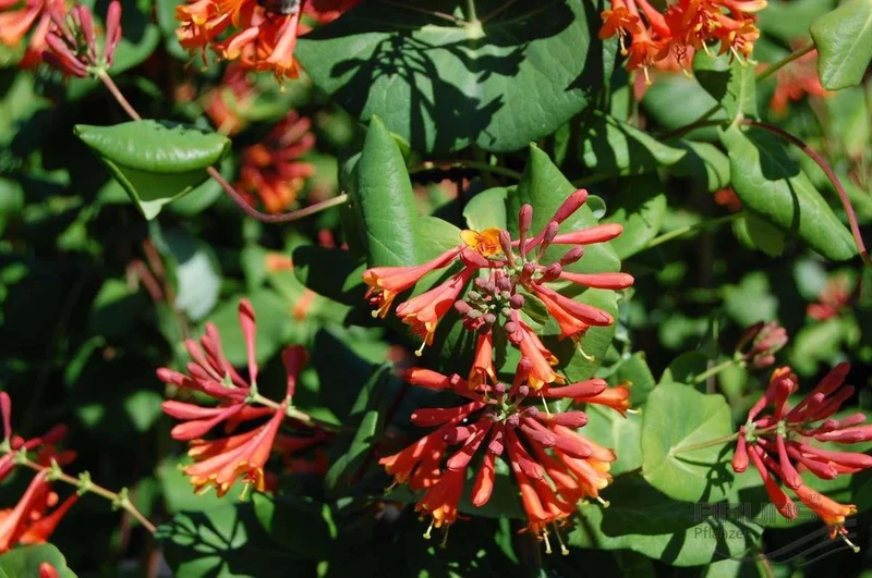 LONICERA CAPRIFOGLIO DROPMORE SCARLET VASO 18CM