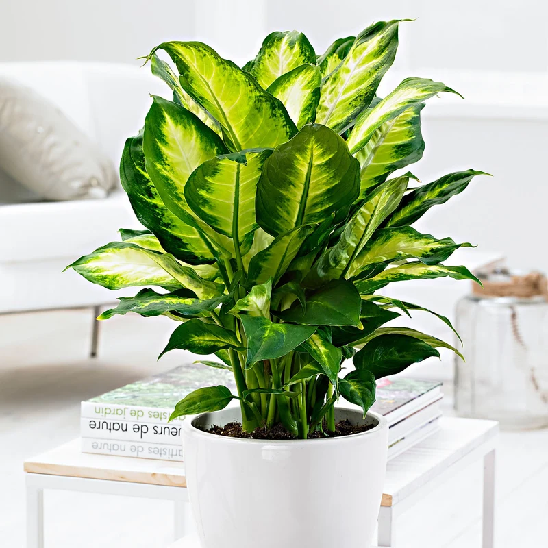 DIEFFENBACHIA CAMILLA VASO 12CM