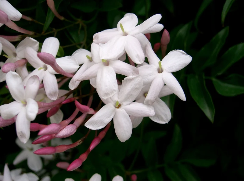 JASMINUM POLYANTHUM GELSOMINO VASO 12CM