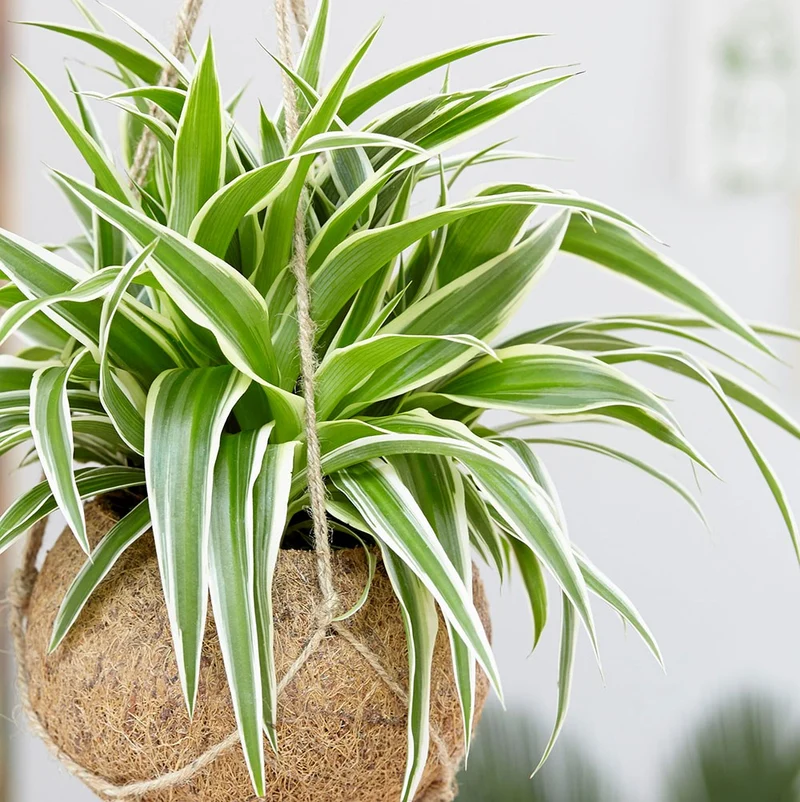 CHLOROPHYTUM COMOSUM VITATUM O NASTRINO VASO 14CM