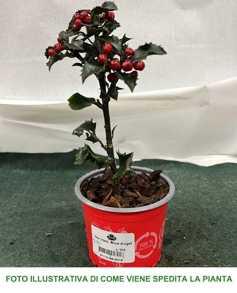 ILEX AGRIFOGLIO BLUE ANGEL VASO 9CM