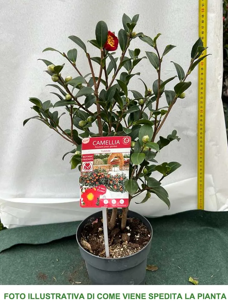 CAMELIA SASANQUA YULETIDE VASO 15CM