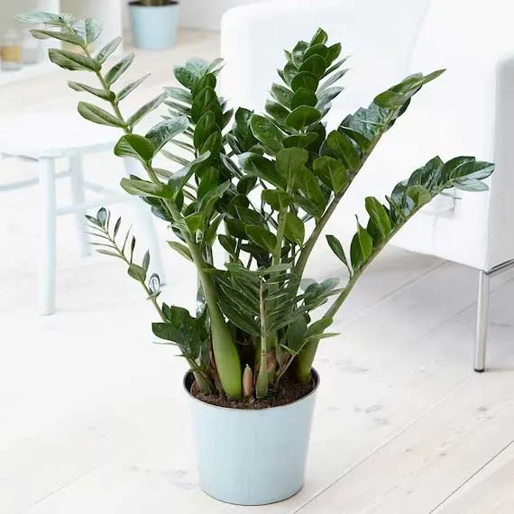 ZAMIOCULCAS ZAMIFOLIA IN VASO 11CM