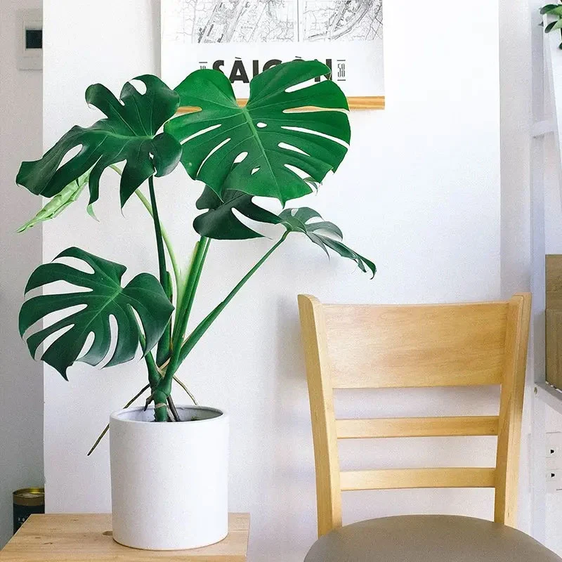 MONSTERA DELICIOSA VASO 21CM