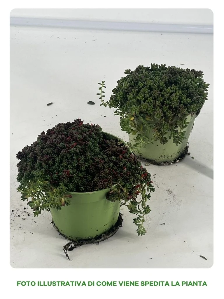 SEDUM IN MIX ASSORTITO VASO 13CM