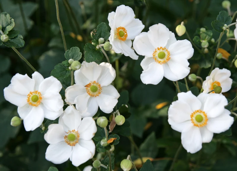 ANEMONE HYBRIDA HONORINE JOBERT IN VASO DA 17
