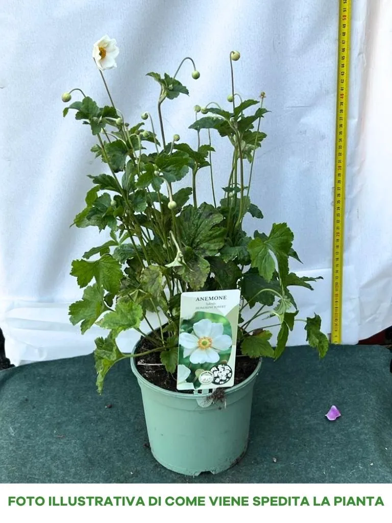 ANEMONE HYBRIDA HONORINE JOBERT IN VASO DA 17