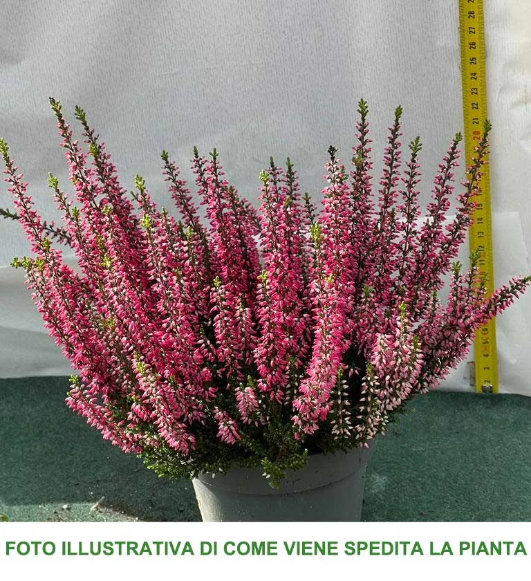 ERICA CALLUNA BEAUTY LADIES ROSA IN VASO 13CM