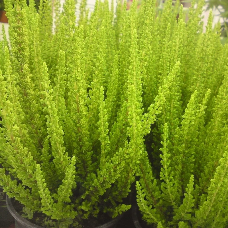 ERICA CALLUNA SKYLINE VASO 13CM