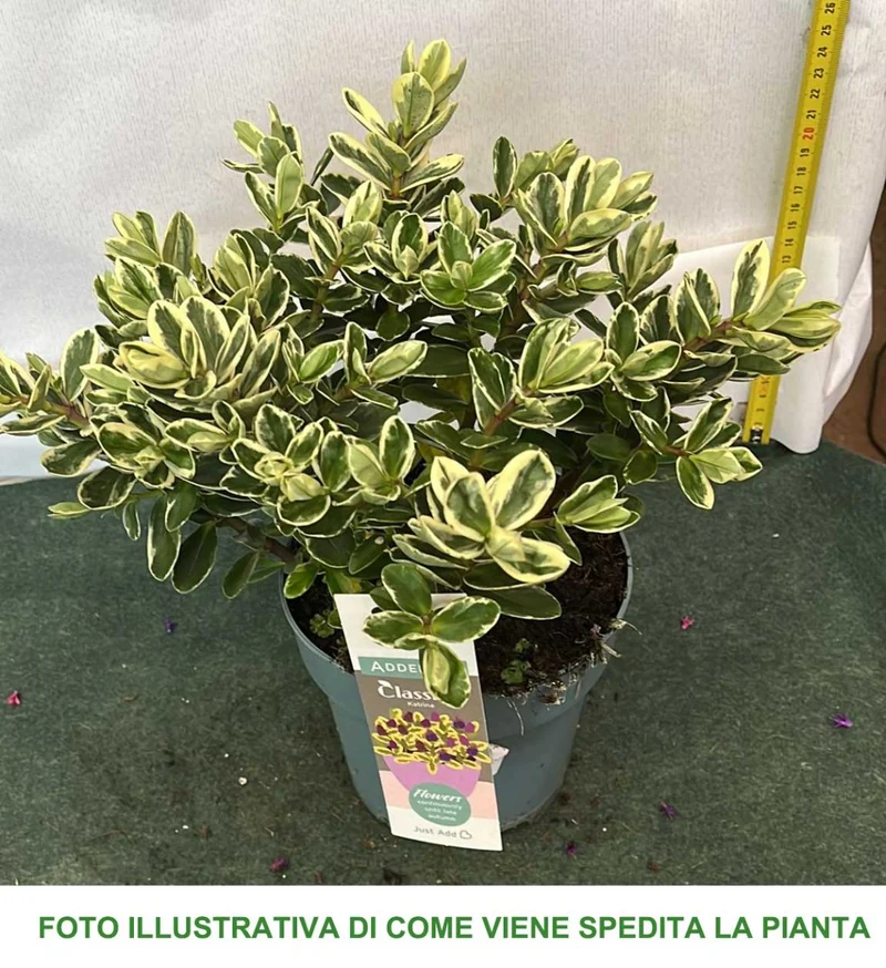 HEBE ADDENDA ADDENDA VARIEGATO MISTO VASO 15CM