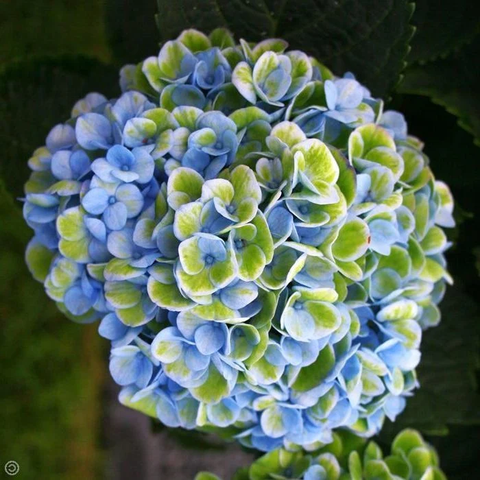 ORTENSIA HYDRANGEA MAGICAL REVOLUTION BLU VASO 12CM