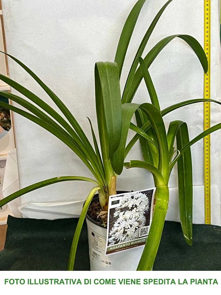 AGAPANTHUS AFRICANUS ALBUS VASO 19CM