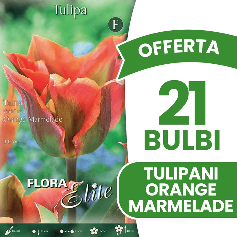 OFFERTA 21 BULBI DI TULIPANO VIRIDIFLORA ORANGE MARMELADE