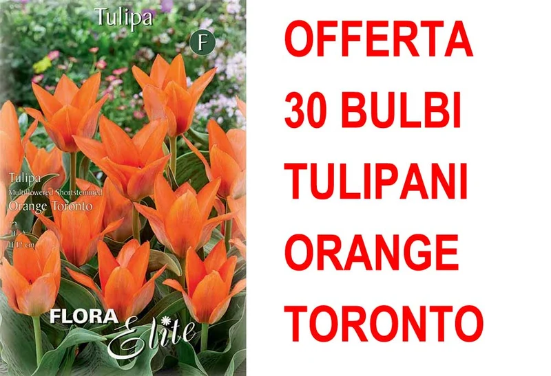 OFFERTA 30 BULBI DI TULIPANO MULTI-FLOWERED ORANGE TORONTO