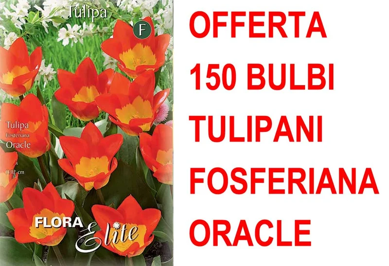 OFFERTA 150 BULBI TULIPANO FOSTERIANA ORACLE