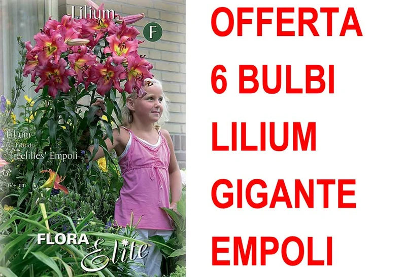 OFFERTA 6 BULBI LILIUM GIGANTE EMPOLI