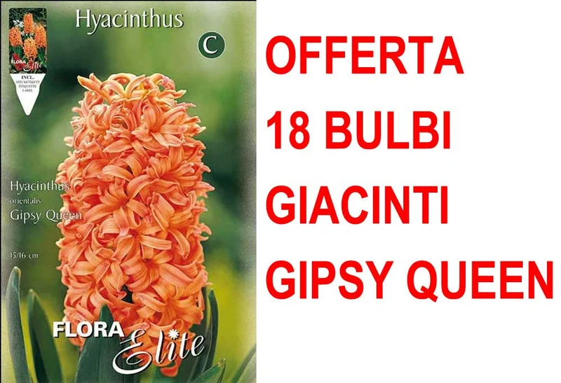OFFERTA 18 BULBI GIACINTO GIPSY QUEEN