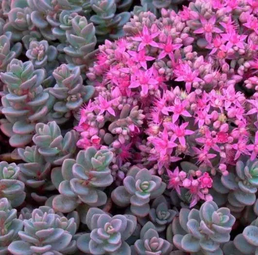SEDUM SACHALIN VASO 13CM
