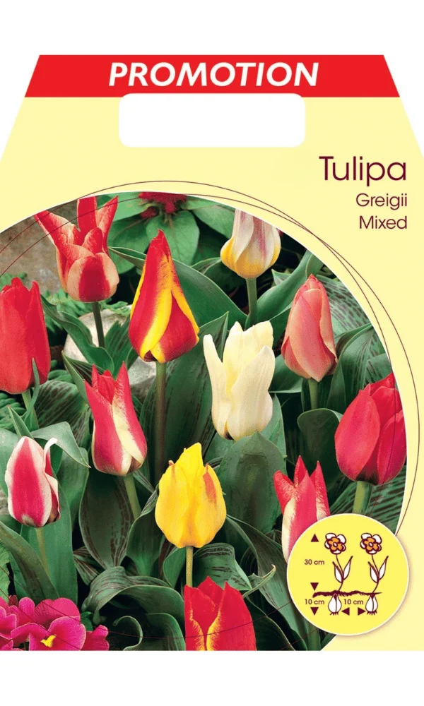 TULIPANO PEACOCK MIX DI COLORI (CONFEZIONE DA 20 BULBI)