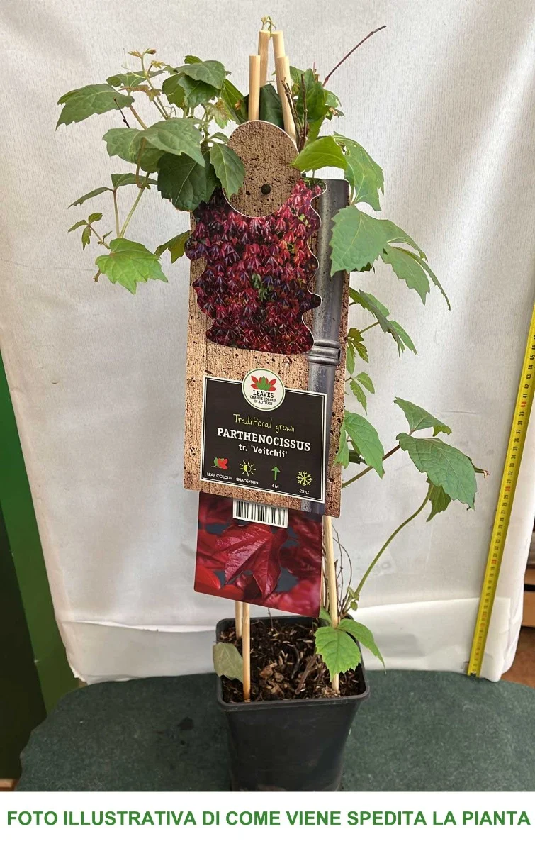 PARTHENOCISSUS TRICUSPIDATA VEITCHII VASO 17CM