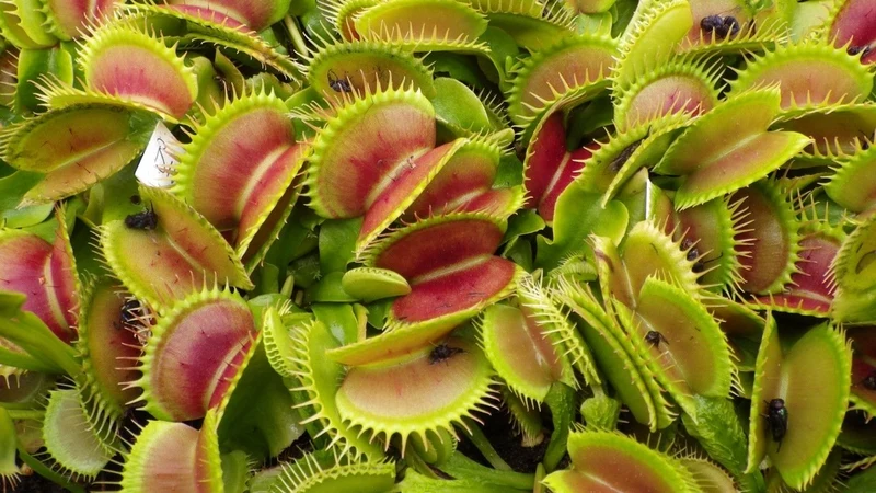 PIANTA CARNIVORA DIONEA MUSCIPULA VASO 12CM