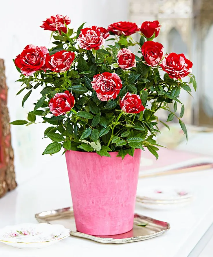 ROSA PARADE GIGI VASO 10.5CM
