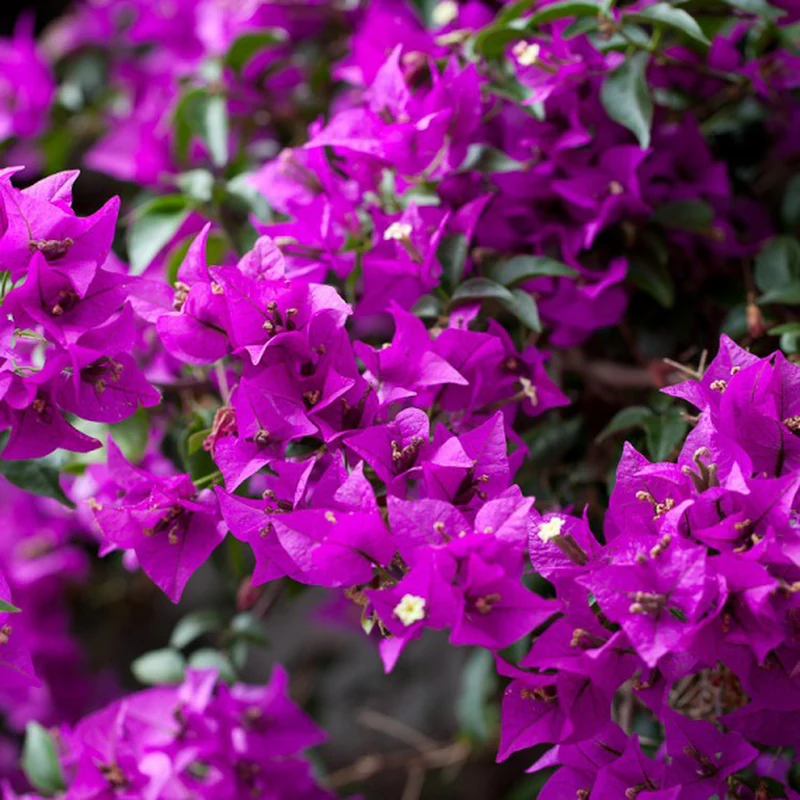BOUGAINVILLEA VASO 15CM