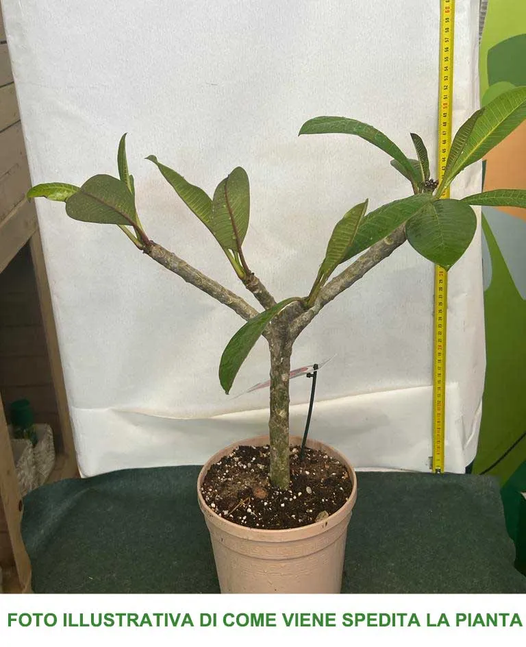 PLUMERIA POMELIA SUPERNOVA IN VASO 18CM