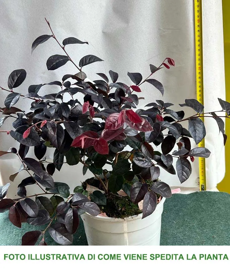 LOROPETALUM FEDE VASO 17CM