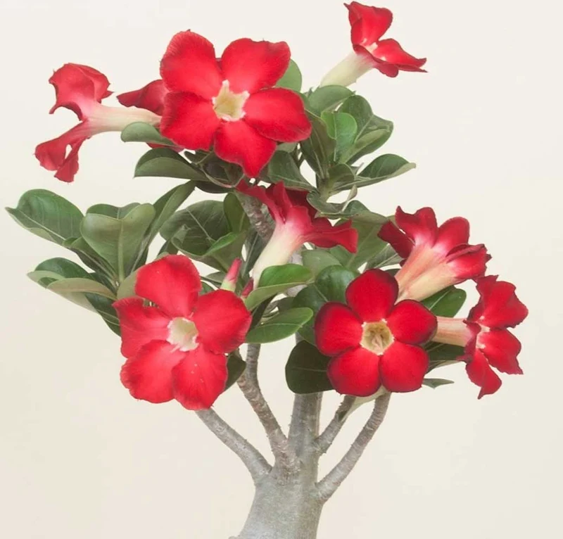 ADENIUM ROSSO ANOUK O ROSA DEL DESERTO VASO 14CM