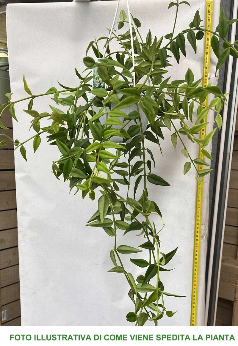 HOYA BELLA FIORE DI CERA IN BASKET 12CM