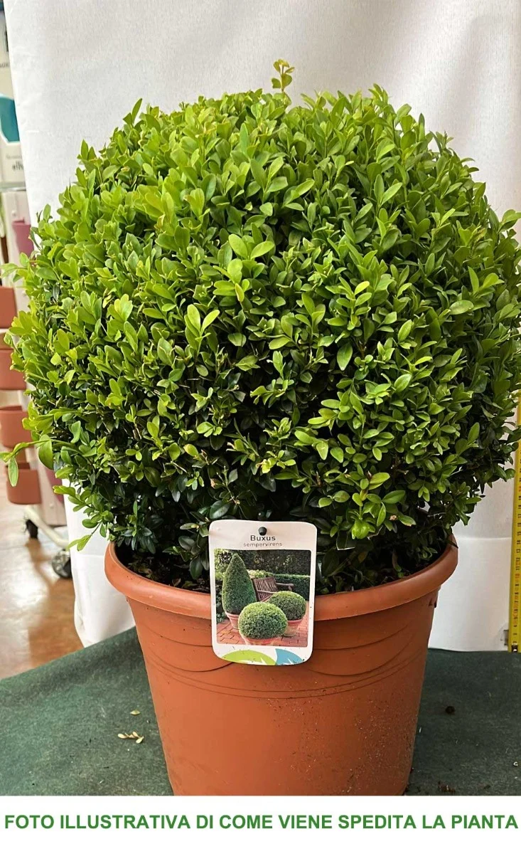 BUXUS BOSSO SEMPERVIRENS SFERICO VASO 29CM