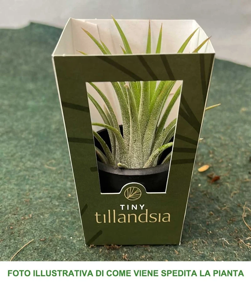 TILLANDSIA ASSORTITA 6CM