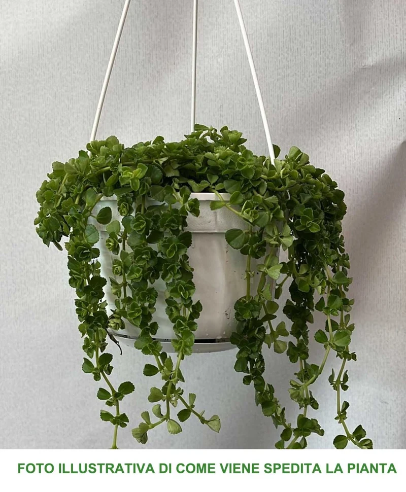 PILEA DEPRESSA VASO 14CM