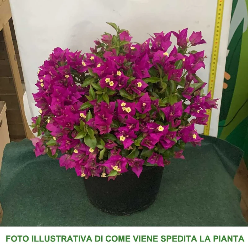 BOUGAINVILLEA VASO 24CM