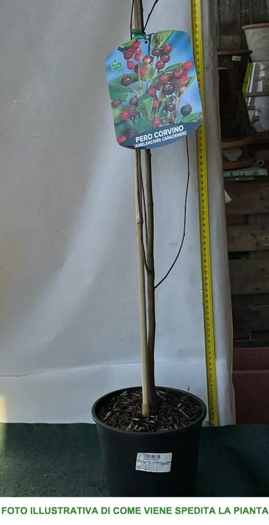 AMELANCHIER LAMARCKII PERO CORVINO IN VASO 18CM