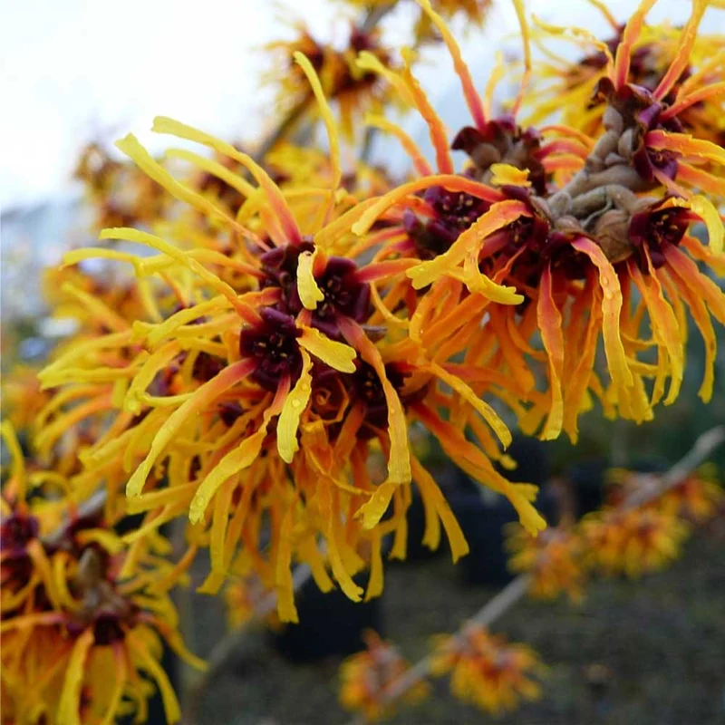 HAMAMELIS INTERMEDIA ORANGE BEAUTY ARANCIONE VASO 23CM