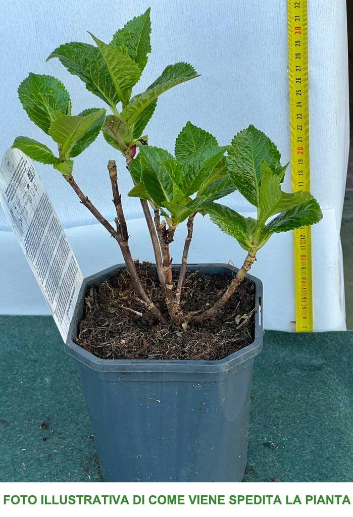 ORTENSIA HYDRANGEA MACROPHYLLA BIANCA VASO 12CM