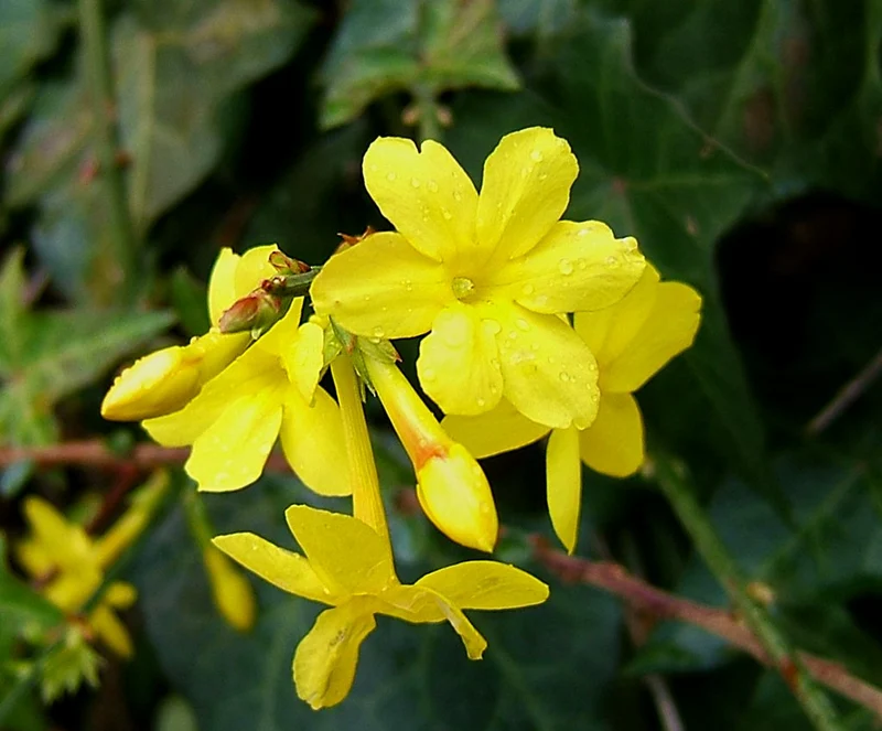 JASMINUM GELSOMINO NUDIFLORUM VASO 19CM