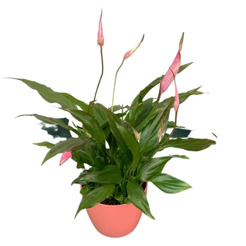SPATHIPHYLLUM CHOPIN COLORE ASSORTITO CON COPRIVASO ROSA 11CM